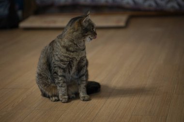 Evcil kedi ahşap zeminde oturuyor, kameraya bakıyor.