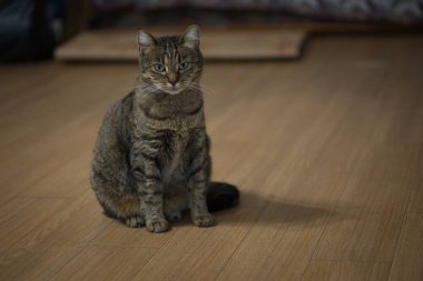 Evcil kedi ahşap zeminde oturuyor, kameraya bakıyor.