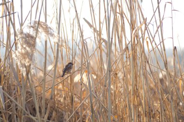 Reed beyaz bulutlu mavi gökyüzüne karşı. Güzel doğa arkaplanı.