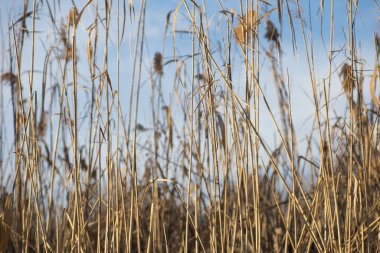 Reed beyaz bulutlu mavi gökyüzüne karşı. Güzel doğa arkaplanı.