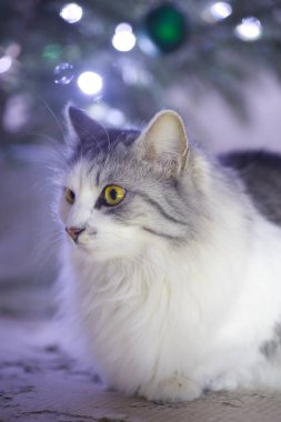 Gri beyaz tüylü kedicik Noel ağacı ışıklarının arka planında poz veriyor