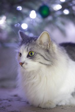 Gri beyaz tüylü kedicik Noel ağacı ışıklarının arka planında poz veriyor