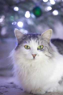 Gri beyaz tüylü kedicik Noel ağacı ışıklarının arka planında poz veriyor