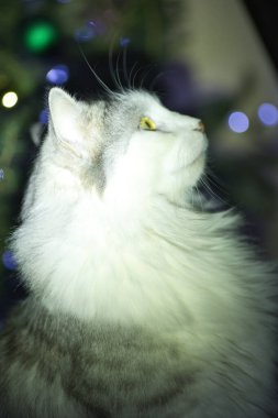 Gri beyaz tüylü kedicik Noel ağacı ışıklarının arka planında poz veriyor