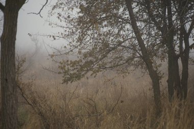 Ön planda ağaçlar ve çimenler olan sisli sonbahar manzarası.