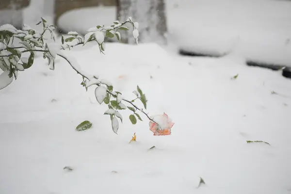 The first snow fell on a rose bush in the garden in winter, Roses in the snow
