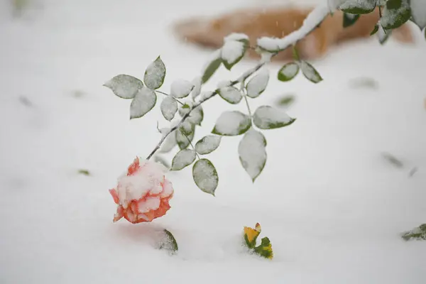The first snow fell on a rose bush in the garden in winter, Roses in the snow