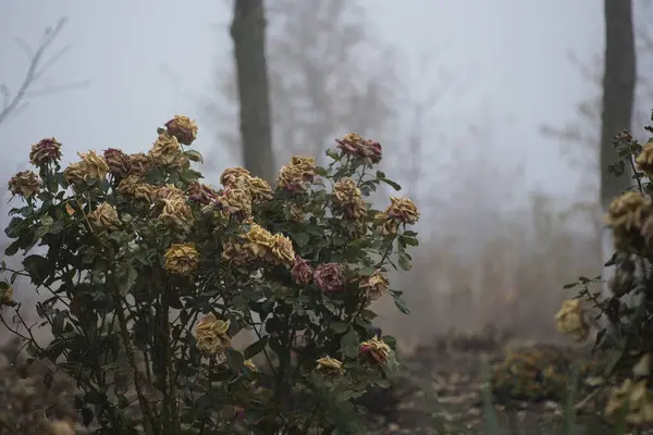 Roses in the garden in a foggy autumn morning, Selective focus, Roses in a foggy garden in autumn