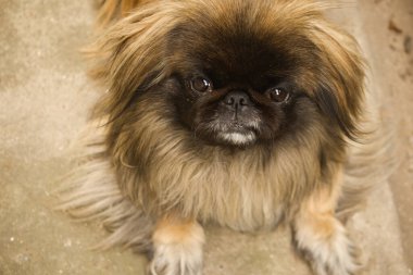 Kırmızı evcil bir köpeğin portresi, Pikinese.