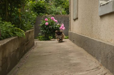 Tüylü bej Pekin kedisi, güneşli bir yaz gününde büyük pembe çiçekli büyük bir çalılığın altındaki evin bahçesinde.