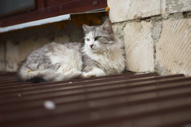 Beyaz-gri evcil kedi pencerenin altında dinleniyor, kedinin bakışları