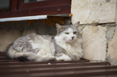 Beyaz-gri evcil kedi pencerenin altında dinleniyor, kedinin bakışları