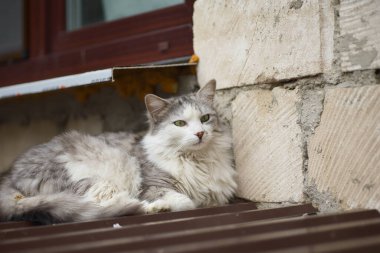 Beyaz-gri evcil kedi pencerenin altında dinleniyor, kedinin bakışları