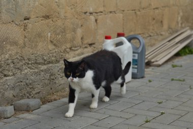 Siyah beyaz kedi evin duvarında yürüyor.