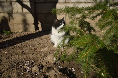 Tüylü evcil kedi güneşli bir günde yeşil bir Noel ağacının yanında poz veriyor.