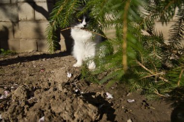 Tüylü evcil kedi güneşli bir günde yeşil bir Noel ağacının yanında poz veriyor.