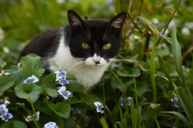 Çiçek tarlasında çimenleri keşfeden siyah beyaz bir kedi, yakınlardaki mavi çiçekler, büyük kafalı evcil bir kedi.