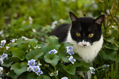 Çiçek tarlasında çimenleri keşfeden siyah beyaz bir kedi, yakınlardaki mavi çiçekler, büyük kafalı evcil bir kedi.