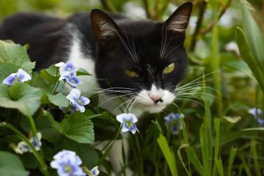 Çiçek tarlasında çimenleri keşfeden siyah beyaz bir kedi, yakınlardaki mavi çiçekler, büyük kafalı evcil bir kedi.