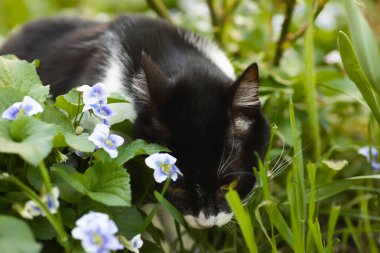 Çiçek tarlasında çimenleri keşfeden siyah beyaz bir kedi, yakınlardaki mavi çiçekler, büyük kafalı evcil bir kedi.