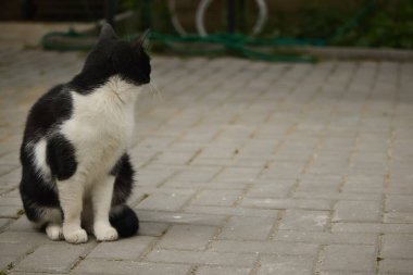 Sokakta sarı gözlü, pofuduk siyah beyaz bir kedinin portresi.