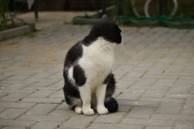 Sokakta sarı gözlü, pofuduk siyah beyaz bir kedinin portresi.
