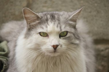 Sokakta sarı güzel gözleri olan gri beyaz bir kedinin yakın plan portresi.