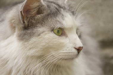 Sokakta sarı güzel gözleri olan gri beyaz bir kedinin yakın plan portresi.