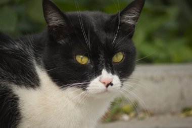 Sokakta sarı gözlü, pofuduk siyah beyaz bir kedinin portresi.