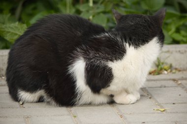 Sokakta sarı gözlü, pofuduk siyah beyaz bir kedinin portresi.