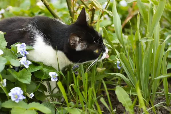 Çiçek tarlasında çimenleri keşfeden siyah beyaz bir kedi, yakınlardaki mavi çiçekler, büyük kafalı evcil bir kedi.