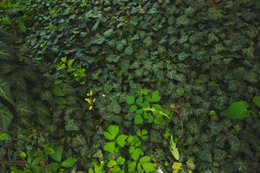 Ağaçtaki kasvetli sarmaşık ve parkın etrafındaki farklı sarmaşıkların arka planı.