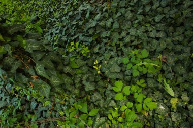 Ağaçtaki kasvetli sarmaşık ve parkın etrafındaki farklı sarmaşıkların arka planı.