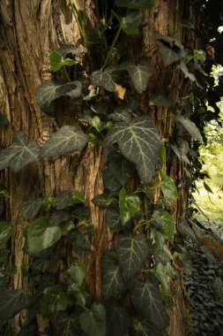 Ağaçtaki kasvetli sarmaşık ve parkın etrafındaki farklı sarmaşıkların arka planı.