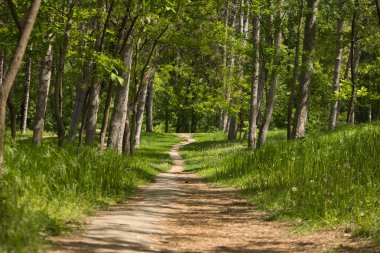 Güneşli bir bahar gününde, yeşil bir ormanda bir patika