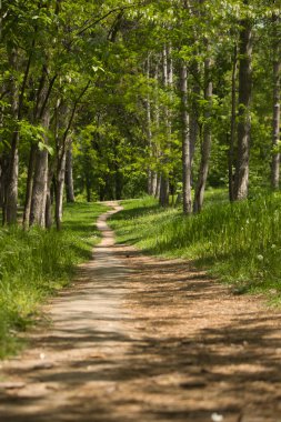Güneşli bir bahar gününde, yeşil bir ormanda bir patika