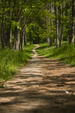 Güneşli bir bahar gününde, yeşil bir ormanda bir patika