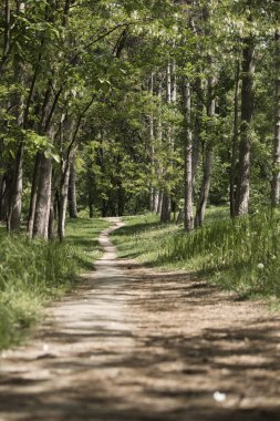 Güneşli bir bahar gününde, yeşil bir ormanda bir patika
