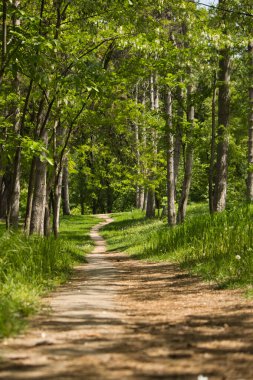 Güneşli bir bahar gününde, yeşil bir ormanda bir patika