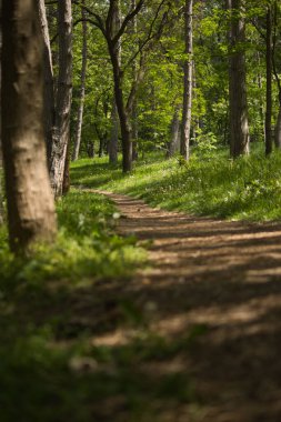 Güneşli bir bahar gününde, yeşil bir ormanda bir patika
