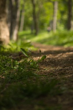 Güneşli bir bahar gününde, yeşil bir ormanda bir patika