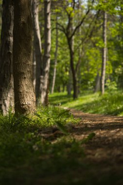 Güneşli bir bahar gününde, yeşil bir ormanda bir patika