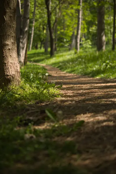 stock image on a sunny spring day, a path in a green forest