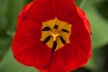 Büyük, güzel, kırmızı lale, lalenin ortasına yakın plan.