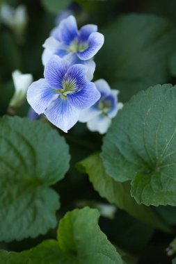 Mavi ve mavi küçük çiçekler, yeşil arkaplanda.
