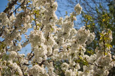 Baharda çiçek açan ağaç, bir sürü beyaz çiçek, güneşli bir günde beyaz taç yaprakları.
