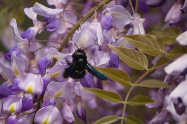 Mor çiçekli mavi kanatlı büyük siyah böcek.
