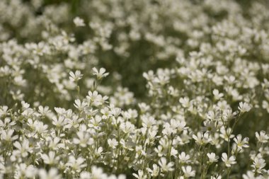 Küçük beyaz çiçeklerin ve yeşil yaprakların arka planı, ilk bahar çiçekleri, çiçekli arka plan