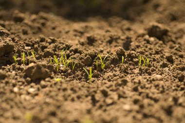 Yazın ilk yeşil filizler ev bahçesinde, yeşil filizler