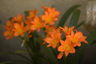 macro photo of orange large flowers in a pot on a gray background clipart